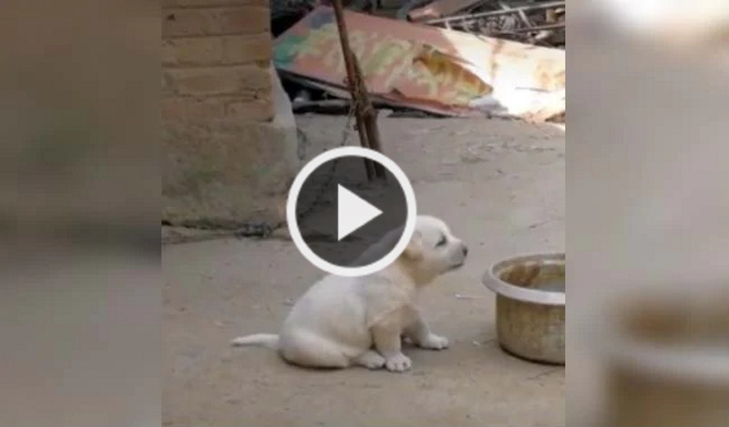सुबह मुर्गे ने दी बांग तो कुत्ते ने ऐसे की नकल
