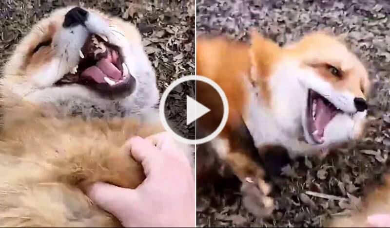 लोमड़ियों का हंसते हुए Video ने सोशल मीडिया पर मचाया धमाल